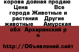 корова дойная продаю › Цена ­ 100 000 - Все города Животные и растения » Другие животные   . Амурская обл.,Архаринский р-н